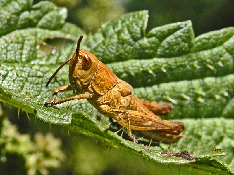Un piccolo ortottero da Pragelato:  Chorthippus cfr. parallelus